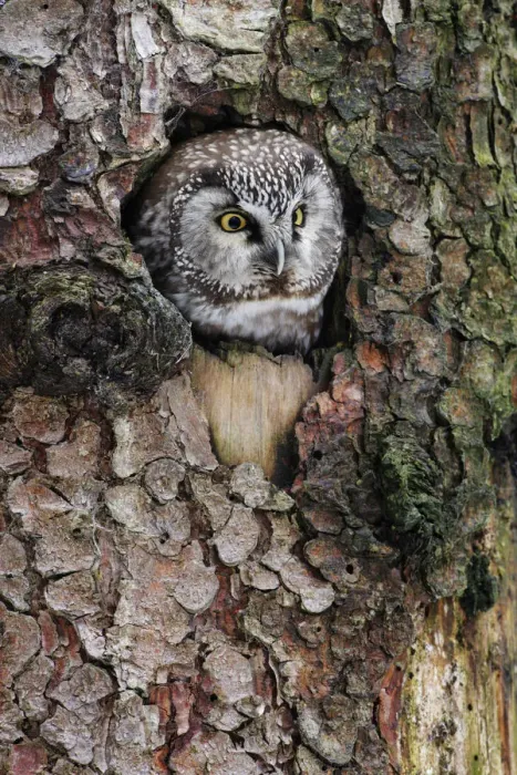 Framed Print : Boreal Owl (Aegolius funereus) peeking through hole in tree, Bavaria, Germany Framed Print : Boreal Owl (Aegolius funereus) peeking through hole in tree, Bavaria, Germany