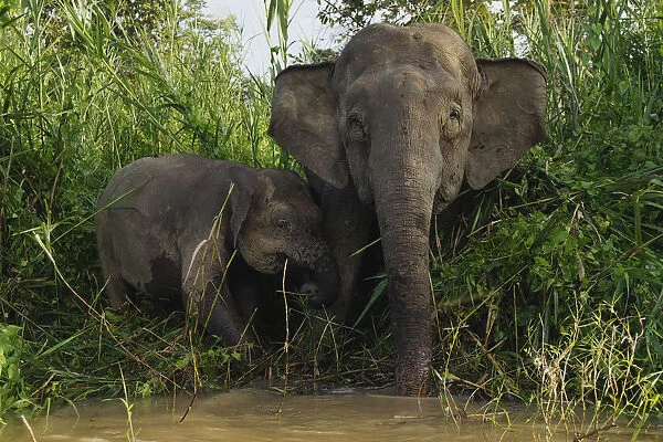 Borneo Pygmy Elephant (Elephas maximus borneensis), mother and calf drinking, Malaysia