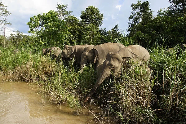 Borneo Pygmy Elephant (Elephas maximus borneensis) group drinking, Malaysia