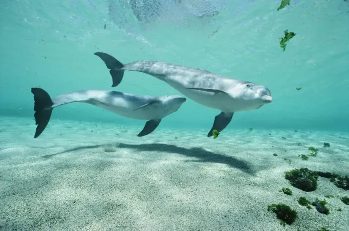 Framed Print : Bottlenose Dolphin (Tursiops truncatus) pair, Dolphin Quest, Waikoloa Hyatt, Hawaii Framed Print : Bottlenose Dolphin (Tursiops truncatus) pair, Dolphin Quest, Waikoloa Hyatt, Hawaii