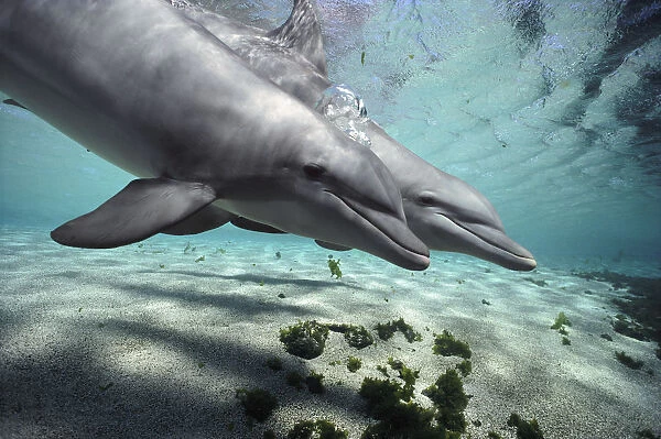 Bottlenose Dolphin (Tursiops truncatus) pair, Hawaii