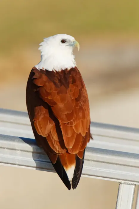 Framed Print : Brahminy Kite (Haliastur indus), Queensland, Australia Framed Print : Brahminy Kite (Haliastur indus), Queensland, Australia