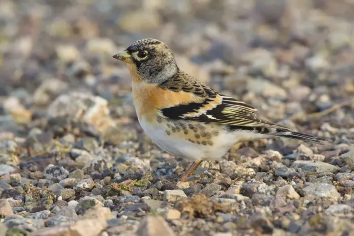Framed Print : Brambling (Fringilla montifringilla) male, Morocco Framed Print : Brambling (Fringilla montifringilla) male, Morocco