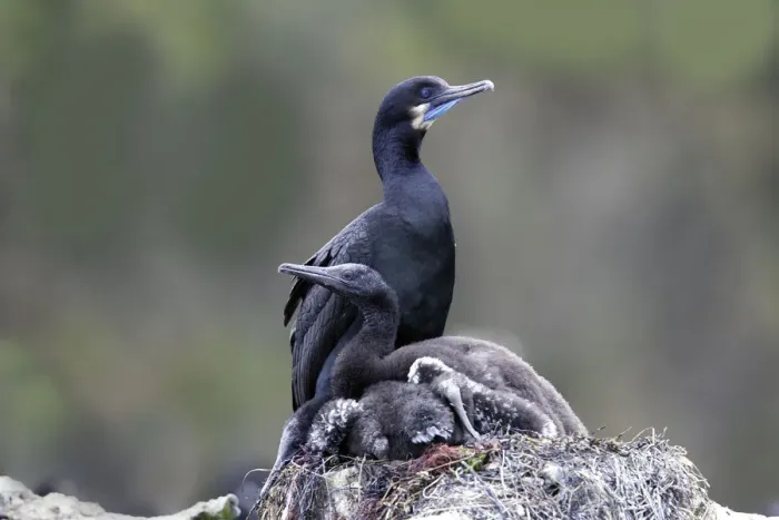 Framed Print : Brandts Cormorant (Phalacrocorax penicillatus) adult on nest with young, California Framed Print : Brandts Cormorant (Phalacrocorax penicillatus) adult on nest with young, California