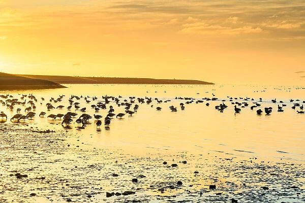 Brent Goose (Branta bernicla) flock, feeding on estuary at low tide, silhouetted at sunrise