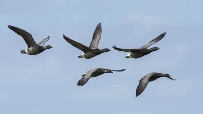 Framed Print : Brent goose (Branta bernicla) group of five flying in formation, Ameland, The Netherlands Framed Print : Brent goose (Branta bernicla) group of five flying in formation, Ameland, The Netherlands
