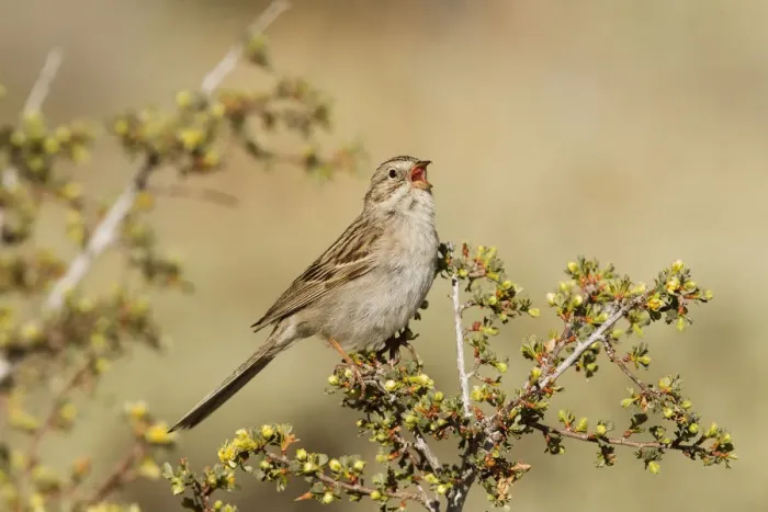 Framed Print : Brewers Sparrow (Spizella breweri) male singing, California, USA Framed Print : Brewers Sparrow (Spizella breweri) male singing, California, USA