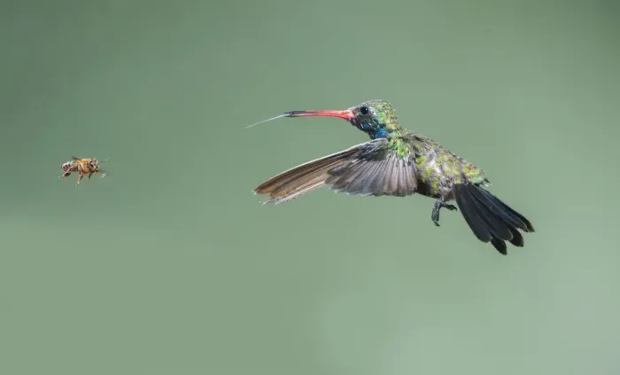 Framed Print : Broad-billed Hummingbird (Cynanthus latirostris) male with Honey Bee, Arizona, USA Framed Print : Broad-billed Hummingbird (Cynanthus latirostris) male with Honey Bee, Arizona, USA