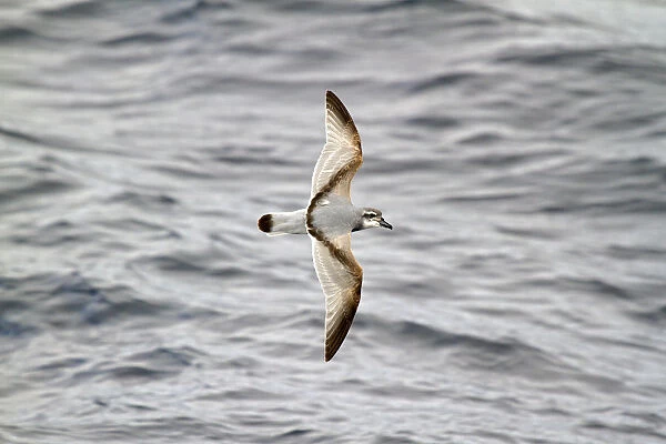 Broad-billed Prion (Pachyptila vittata) flying, South Pacific Ocean, New Zealand