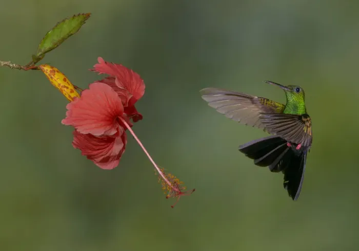 Framed Print : Bronze-tailed Plumeleteer (Chalybura urochrysia) male flying and feeding on flower nectar Framed Print : Bronze-tailed Plumeleteer (Chalybura urochrysia) male flying and feeding on flower nectar