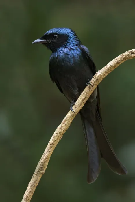 Framed Print : Bronzed Drongo (Dicrurus aeneus), Kaeng Krachan, Thailand Framed Print : Bronzed Drongo (Dicrurus aeneus), Kaeng Krachan, Thailand