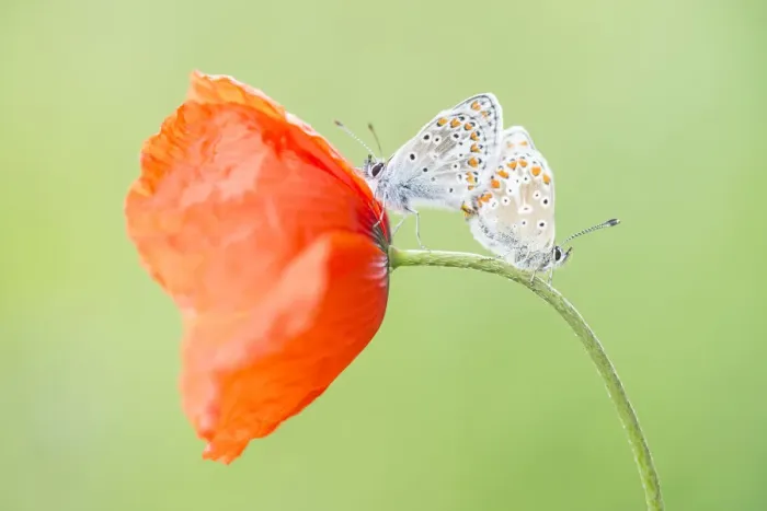 Framed Print : two Brown Argus (Aricia agestis) copulating on Common Poppy (Papaver rhoeas)