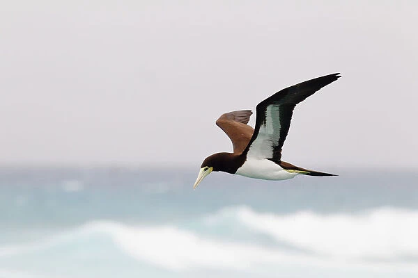 Brown Booby (Sula leucogaster) flying, Hawaii, USA