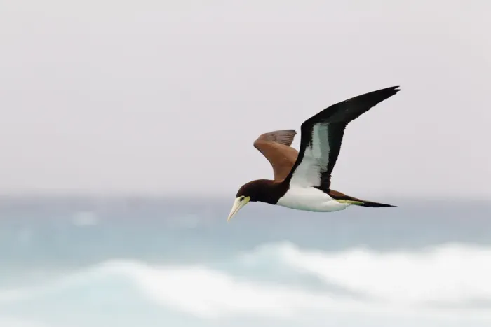 Framed Print : Brown Booby (Sula leucogaster) flying, Hawaii, USA Framed Print : Brown Booby (Sula leucogaster) flying, Hawaii, USA