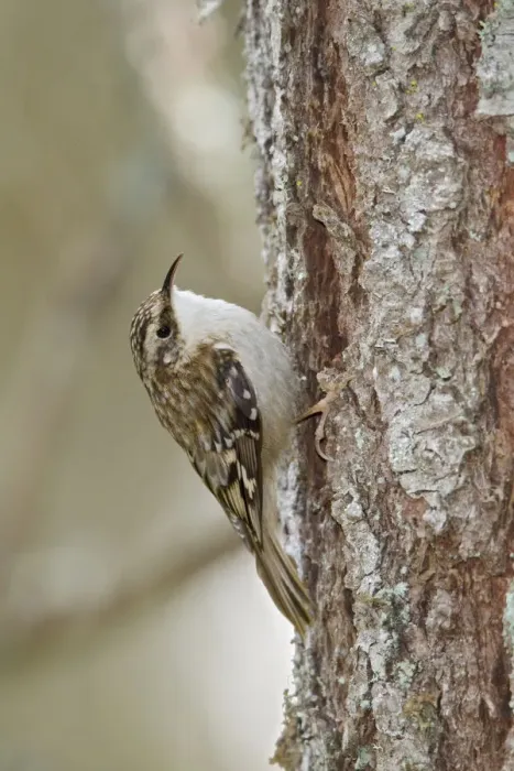 Framed Print : Brown Creeper (Certhia americana), British Columbia, Canada Framed Print : Brown Creeper (Certhia americana), British Columbia, Canada