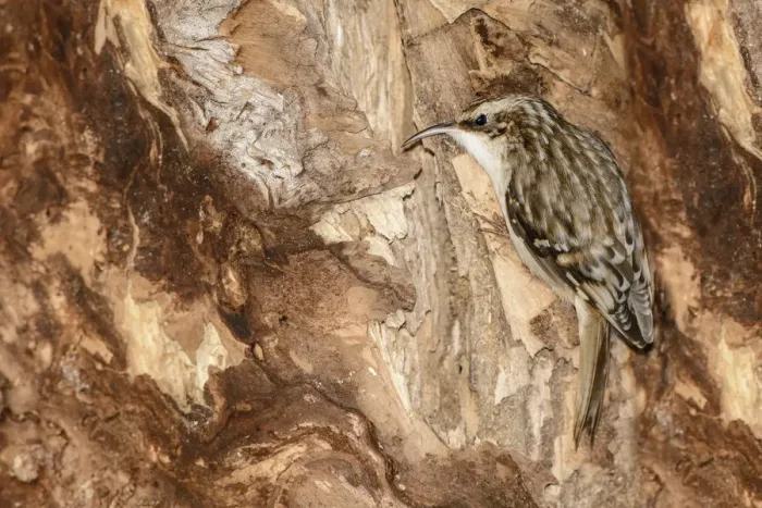 Framed Print : Brown Creeper (Certhia americana), Ontario, Canada Framed Print : Brown Creeper (Certhia americana), Ontario, Canada