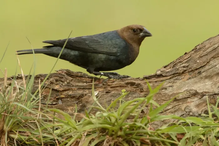 Framed Print : Brown-headed Cowbird (Molothrus ater) male, Texas, USA Framed Print : Brown-headed Cowbird (Molothrus ater) male, Texas, USA