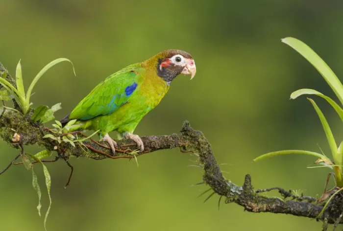 Framed Print : Brown-hooded Parrot (Pyrilia haematotis) perched on a branch, Alajuela, Costa Rica Framed Print : Brown-hooded Parrot (Pyrilia haematotis) perched on a branch, Alajuela, Costa Rica