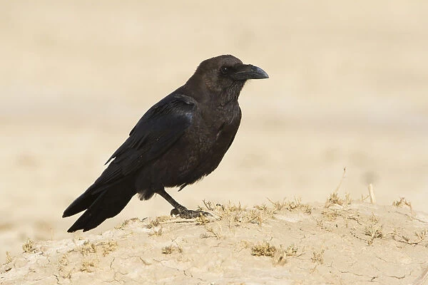 Brown-necked Raven (Corvus ruficollis), Morocco