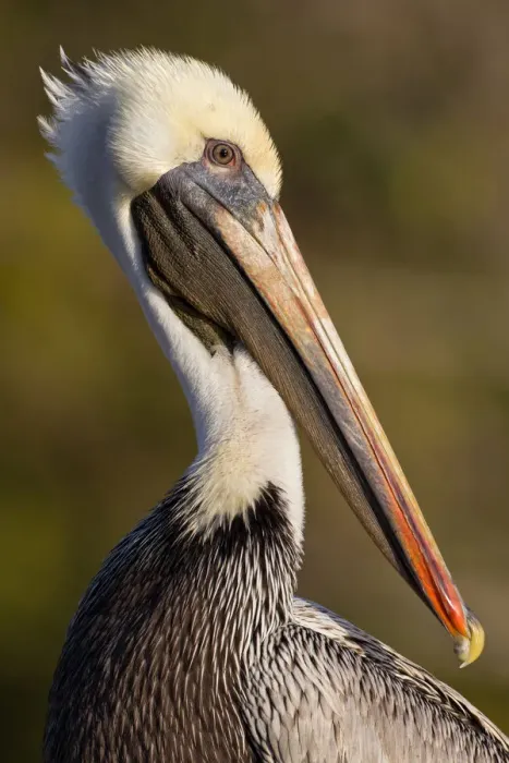 Framed Print : Brown Pelican (Pelecanus occidentalis), Florida, USA Framed Print : Brown Pelican (Pelecanus occidentalis), Florida, USA