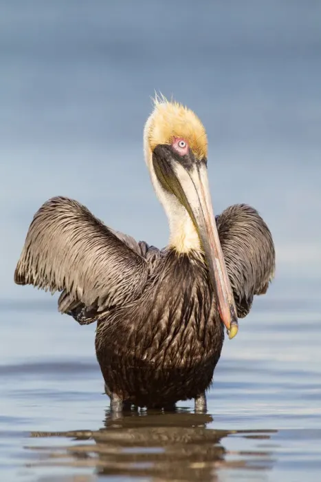 Framed Print : Brown Pelican (Pelecanus occidentalis), Florida, USA Framed Print : Brown Pelican (Pelecanus occidentalis), Florida, USA