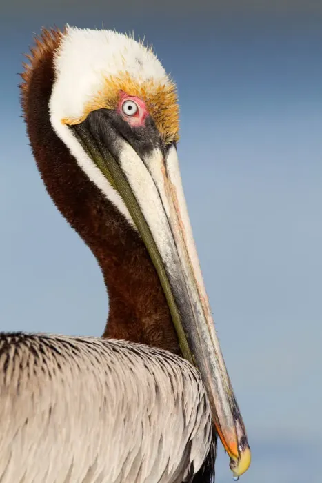 Framed Print : Brown Pelican (Pelecanus occidentalis), Florida, USA Framed Print : Brown Pelican (Pelecanus occidentalis), Florida, USA