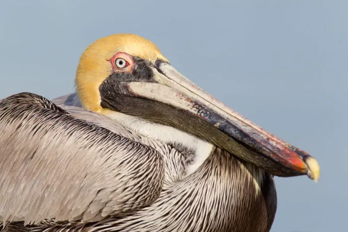 Framed Print : Brown Pelican (Pelecanus occidentalis), Florida, USA Framed Print : Brown Pelican (Pelecanus occidentalis), Florida, USA