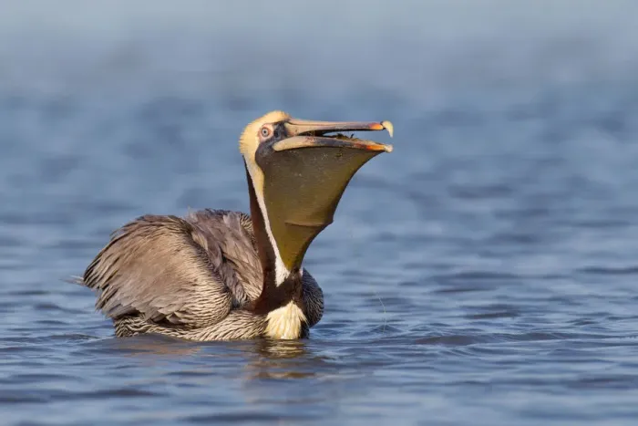 Framed Print : Brown Pelican (Pelecanus occidentalis), Florida, USA Framed Print : Brown Pelican (Pelecanus occidentalis), Florida, USA