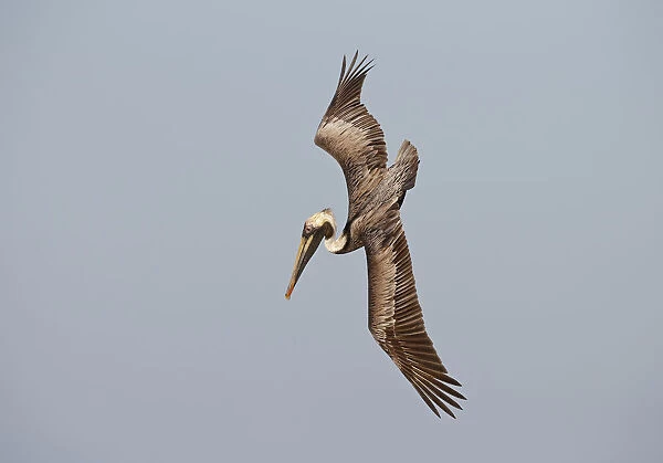 Brown Pelican (Pelecanus occidentalis) flying, Florida, USA