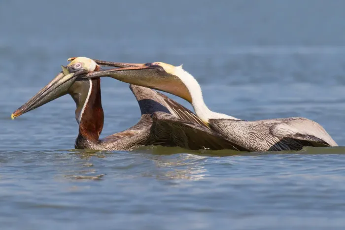Framed Print : Brown Pelican (Pelecanus occidentalis) flying, Florida, USA
