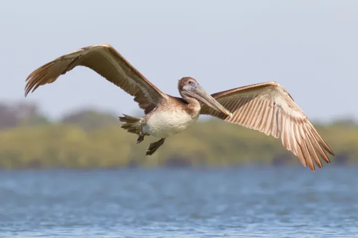 Framed Print : Brown Pelican (Pelecanus occidentalis) flying, Florida, USA