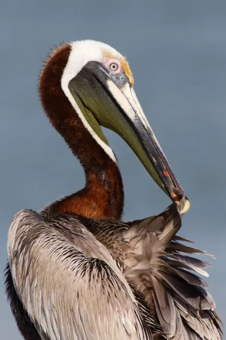 Framed Print : Brown Pelican (Pelecanus occidentalis) preening, Florida, USA Framed Print : Brown Pelican (Pelecanus occidentalis) preening, Florida, USA