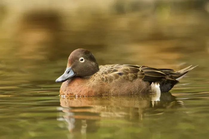 Framed Print : Brown Teal (Anas chlorotis) male, North Island, New Zealand Framed Print : Brown Teal (Anas chlorotis) male, North Island, New Zealand