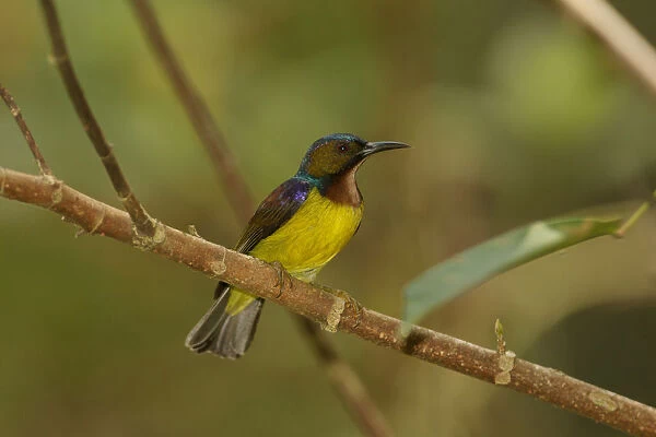 Brown-throated Sunbird (Anthreptes malacensis) male, Singapore
