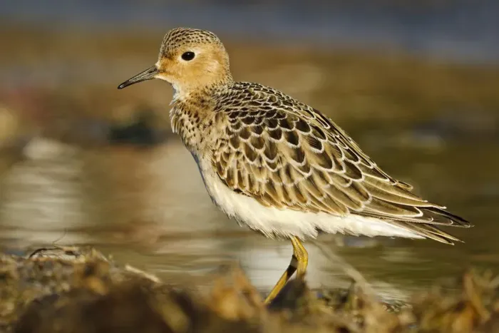 Framed Print : Buff-breasted Sandpiper (Calidris subruficollis), Asturias, Spain