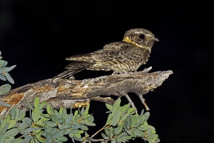 Framed Print : Buff-collared Nightjar (Antrostomus ridgwayi), Arizona, USA Framed Print : Buff-collared Nightjar (Antrostomus ridgwayi), Arizona, USA