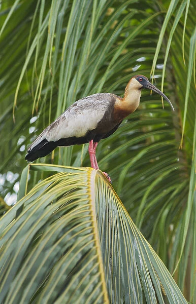 Buff-necked Ibis (Theristicus caudatus) in palm tree, Pantanal, Brazil