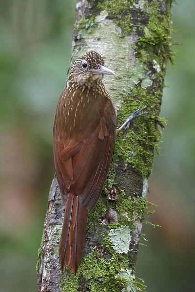 Buff-throated Woodcreeper (Xiphorhynchus guttatus), Manu National Park, Peru