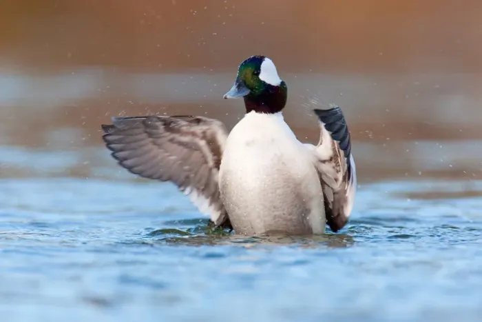 Framed Print : Bufflehead (Bucephala albeola) male, British Columbia, Canada Framed Print : Bufflehead (Bucephala albeola) male, British Columbia, Canada