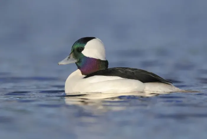 Framed Print : Bufflehead (Bucephala albeola) male, Canada Framed Print : Bufflehead (Bucephala albeola) male, Canada
