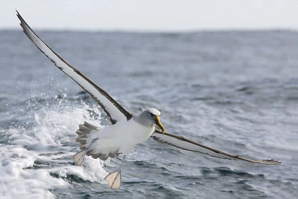 Bullers Albatross (Thalassarche bulleri) flying, Victoria, Australia