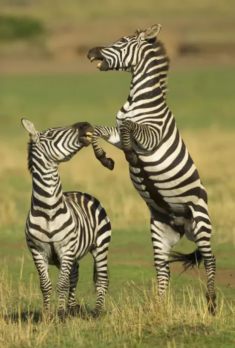 Framed Print : Two Burchellaes zebra (Equus quagga) rearing up on hind legs during fight, Kenya Framed Print : Two Burchellaes zebra (Equus quagga) rearing up on hind legs during fight, Kenya
