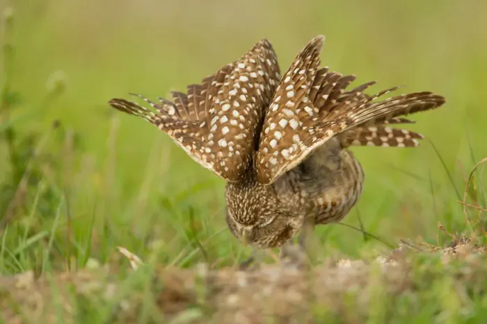Framed Print : Burrowing Owl (Athene cunicularia), Florida, USA Framed Print : Burrowing Owl (Athene cunicularia), Florida, USA