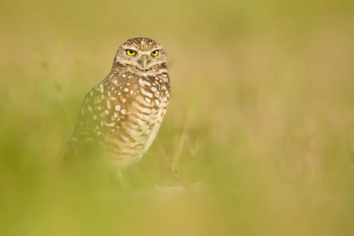 Framed Print : Burrowing Owl (Athene cunicularia), Florida, USA Framed Print : Burrowing Owl (Athene cunicularia), Florida, USA