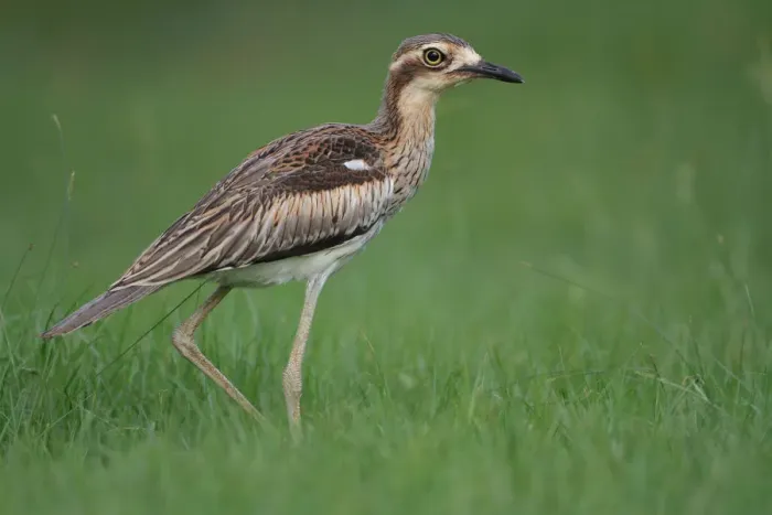 Framed Print : Bush Stone-curlew (Burhinus grallarius), Darwin, Australia Framed Print : Bush Stone-curlew (Burhinus grallarius), Darwin, Australia
