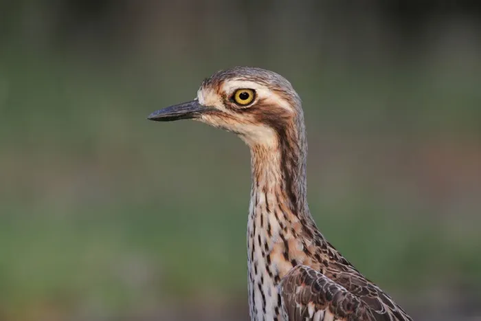 Framed Print : Bush Stone-curlew (Burhinus grallarius), Darwin, Australia Framed Print : Bush Stone-curlew (Burhinus grallarius), Darwin, Australia