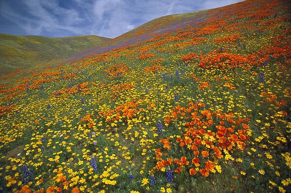 California Poppy (Eschscholzia californica) and Lupine (Lupinus sp) flowers covering hills