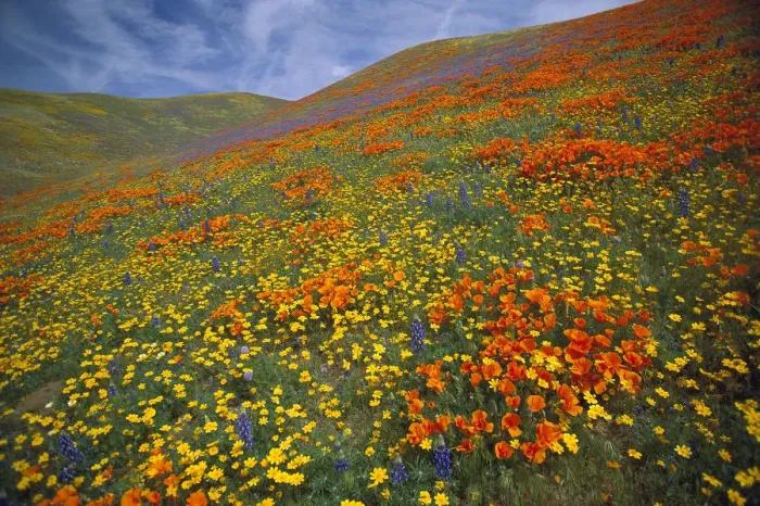 Framed Print : California Poppy (Eschscholzia californica) and Lupine (Lupinus sp) flowers covering hills Framed Print : California Poppy (Eschscholzia californica) and Lupine (Lupinus sp) flowers covering hills