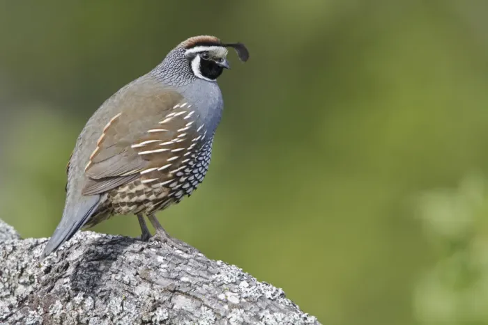 Framed Print : California Quail (Callipepla californica) male, British Columbia, Canada
