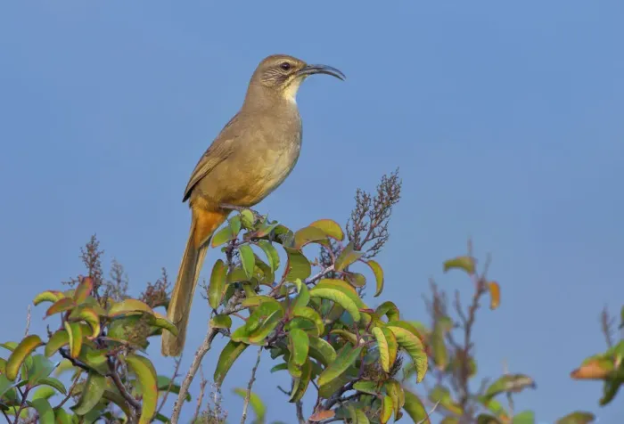 Framed Print : California Thrasher (Toxostoma redivivum), California, USA